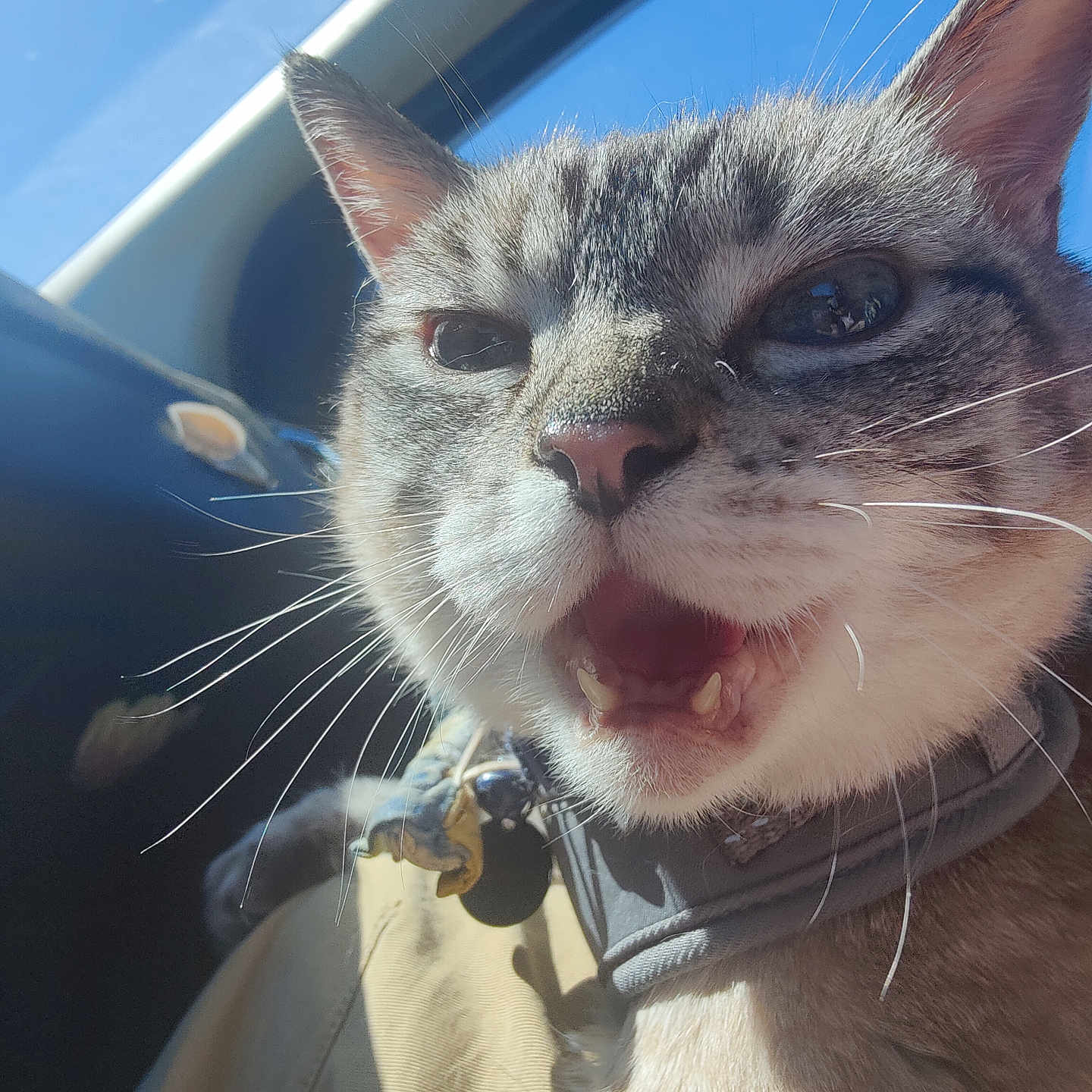 Ninja Turtle joined the competition — help win amazing prizes! animal, car_interior, cat, close_up, collar, cute, daylight, domestic_animal, ears, face, feline, fur, happy, indoor, mouth_open, nose, pet, portrait, sunlight, whiskers