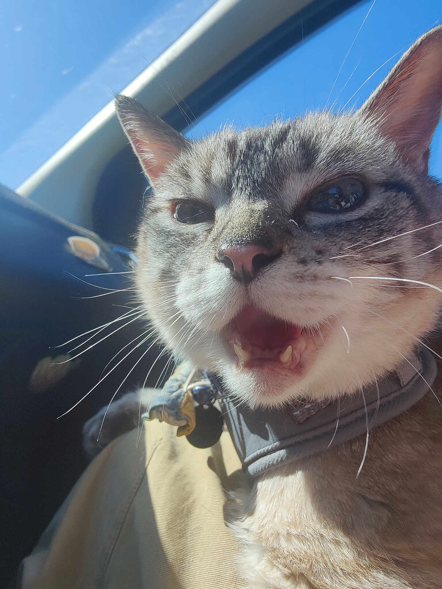 Ninja Turtle joined the competition — help win amazing prizes! cat, close_up, whiskers, mouth_open, feline, pet, sunlight, indoor, car_interior, collar, fur, animal, cute, domestic_animal, portrait, face, ears, nose, happy, daylight