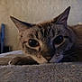 Ninja Turtle joined the competition — help win amazing prizes! cat, close_up, indoor, pet, animal, feline, relaxed, blanket, soft_texture, lying_down, large_eyes, curious, cozy, dim_light, background, television, wall, whiskers, paw, face