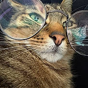 Tyson participe au concours pour gagner de l'argent avec cette photo : cat, glasses, close_up, face, whiskers, fur, reflection, eyewear, pet, animal, portrait, cute, domestic_animal, mammal, feline, nose, eyes, head, indoor, funny