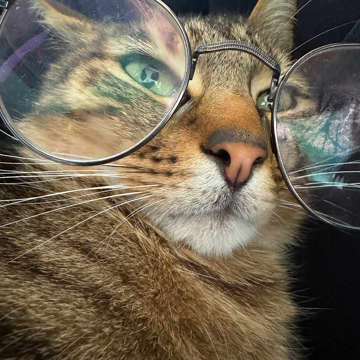 Tyson participe au concours pour gagner de l'argent avec cette photo : cat, glasses, close_up, face, whiskers, fur, reflection, eyewear, pet, animal, portrait, cute, domestic_animal, mammal, feline, nose, eyes, head, indoor, funny
