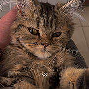 Princesse participe au concours pour gagner de l'argent avec cette photo : cat, kitten, tabby, fluffy, furry, pet, indoor, closeup, paw, whiskers, ears, face, cute, animal, domestic, feline, young, holding, soft, portrait