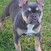 Pika joined the competition — help win amazing prizes! alert, animal, canine, closeup, daylight, dog, ears, expression, french_bulldog, fur, grass, muzzle, nature, outdoor, pet, portrait, quadruped, snout, standing, young_dog
