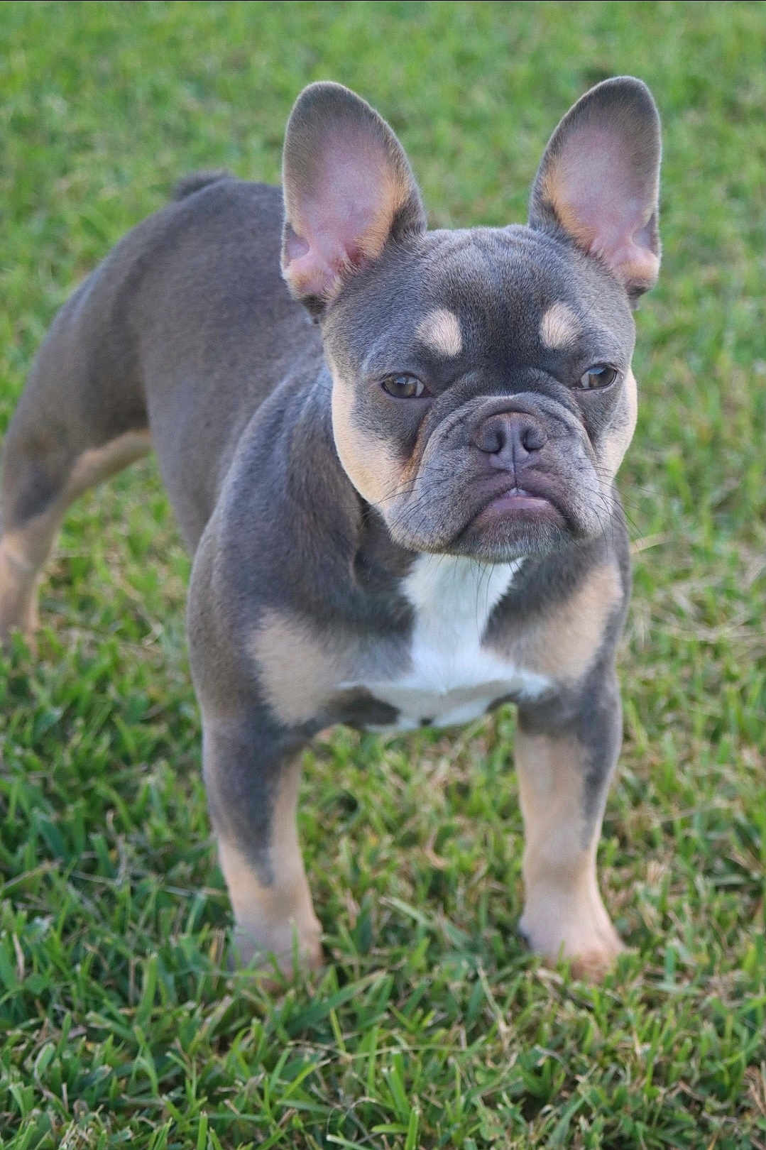 Pika joined the competition — help win amazing prizes! alert, animal, canine, closeup, daylight, dog, ears, expression, french_bulldog, fur, grass, muzzle, nature, outdoor, pet, portrait, quadruped, snout, standing, young_dog