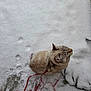animal, cat, cold, collar, curious, daylight, feline, fur, ground, leash, nature, outdoor, paw_prints, pet, playful, sitting, snow, walking, white, winter
