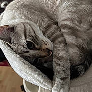 Oslo a rejoint le concours — aidez-le/la à gagner de superbes lots ! cat, feline, sleeping, cozy, fluffy, resting, pet, indoor, fur, whiskers, paw, closeup, relaxed, tabby, striped, soft, hammock, home, animal, cute