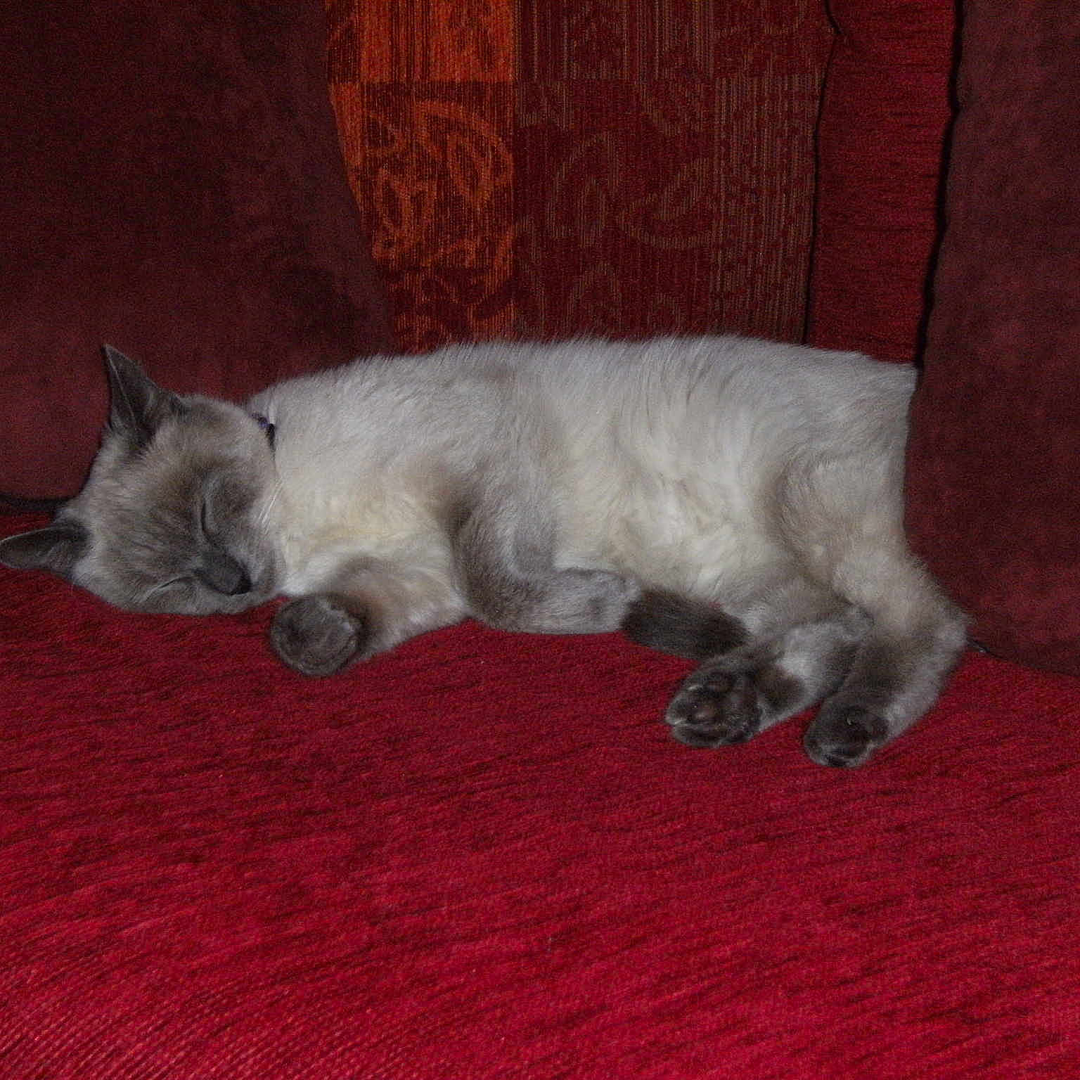 CANNELLE