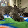 Iroh is registered to the contest to win money with this photo: animal, blanket, blurred_background, cat, close_up, colorful, cozy, cute, feline, fur, gray_cat, indoor, nap, paw, pet, relaxed, resting, sleeping, soft, whiskers