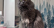 Iroh joined the competition — help win amazing prizes! antiseptic, bathroom, bottle, cabinet, cat, cleaning_supplies, cotton_swabs, countertop, curious, feline, fluffy_fur, forest_pattern, gray_cat, indoor, pet, seated, shower_curtain, sink, spray_bottle, yellow_eyes