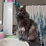antiseptic, bathroom, bottle, cabinet, cat, cleaning_supplies, cotton_swabs, countertop, curious, feline, fluffy_fur, forest_pattern, gray_cat, indoor, pet, seated, shower_curtain, sink, spray_bottle, yellow_eyes
