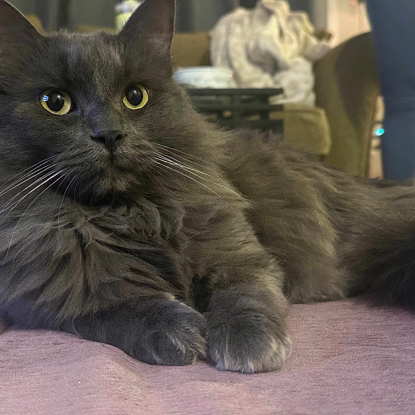 Iroh