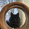 Iroh is registered to the contest to win money with this photo: animal, cat, circular_frame, cozy, curious, feline, fluffy, gray_cat, home, indoor, leaf, looking, natural_light, pet, plant, portrait, soft, tree, tunnel, window