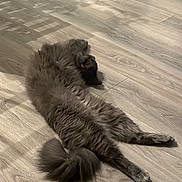 Iroh joined the competition — help win amazing prizes! animal, calm, cat, cozy, domestic_animal, feline, floor, fluffy, fur, gray_cat, indoor, mammal, pet, quiet, relaxed, resting, sleeping, stretching, tail, wooden_floor