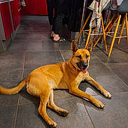 Max a rejoint le concours — aidez-le/la à gagner de superbes lots ! dog, brown_dog, floor, tile_floor, kitchen, person, legs, footwear, cabinet, counter, chair, table, domestic, indoor, pet, relaxed, animal, tongue_out, ears_up, home