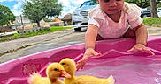 Alani is registered to the contest to win money with this photo: toddler, child, duckling, water, pink_pool, outdoor, daylight, trees, grass, car, sidewalk, curious, cute, baby, playing, animal, nature, summer, pet, yellow