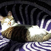 Noisette a rejoint le concours — aidez-le/la à gagner de superbes lots ! cat, tabby, sunlight, patterned_fabric, purple, white, relaxed, sitting, indoor, pet, animal, fur, whiskers, ears, tail, striped, cozy, daylight, resting, cute