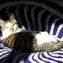 cat, tabby, sunlight, patterned_fabric, purple, white, relaxed, sitting, indoor, pet, animal, fur, whiskers, ears, tail, striped, cozy, daylight, resting, cute