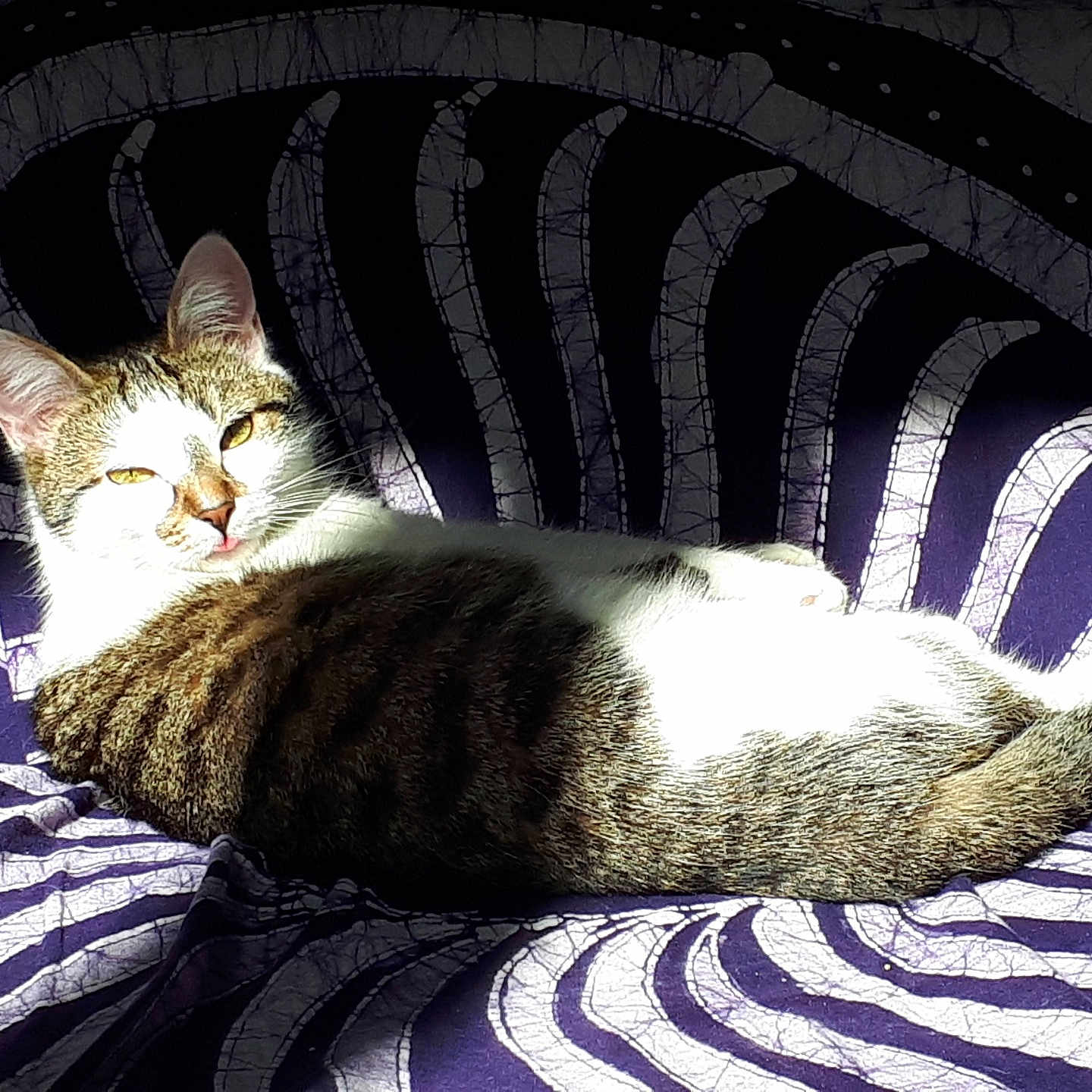 Noisette a rejoint le concours — aidez-le/la à gagner de superbes lots ! animal, cat, cozy, cute, daylight, ears, fur, indoor, patterned_fabric, pet, purple, relaxed, resting, sitting, striped, sunlight, tabby, tail, whiskers, white