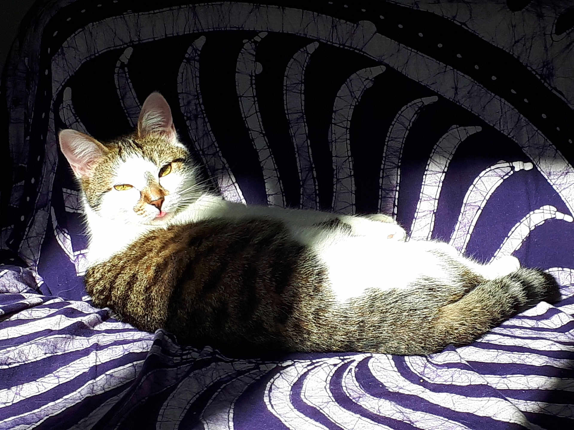 Noisette a rejoint le concours — aidez-le/la à gagner de superbes lots ! cat, tabby, sunlight, patterned_fabric, purple, white, relaxed, sitting, indoor, pet, animal, fur, whiskers, ears, tail, striped, cozy, daylight, resting, cute