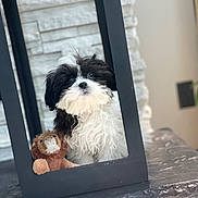 Whisky joined the competition — help win amazing prizes! adorable, animal, black_and_white, cute, decor, dog, fluffy, frame, fur, house, indoor, looking_up, pet, plush_lion, portrait, puppy, small, stone_wall, table, toy