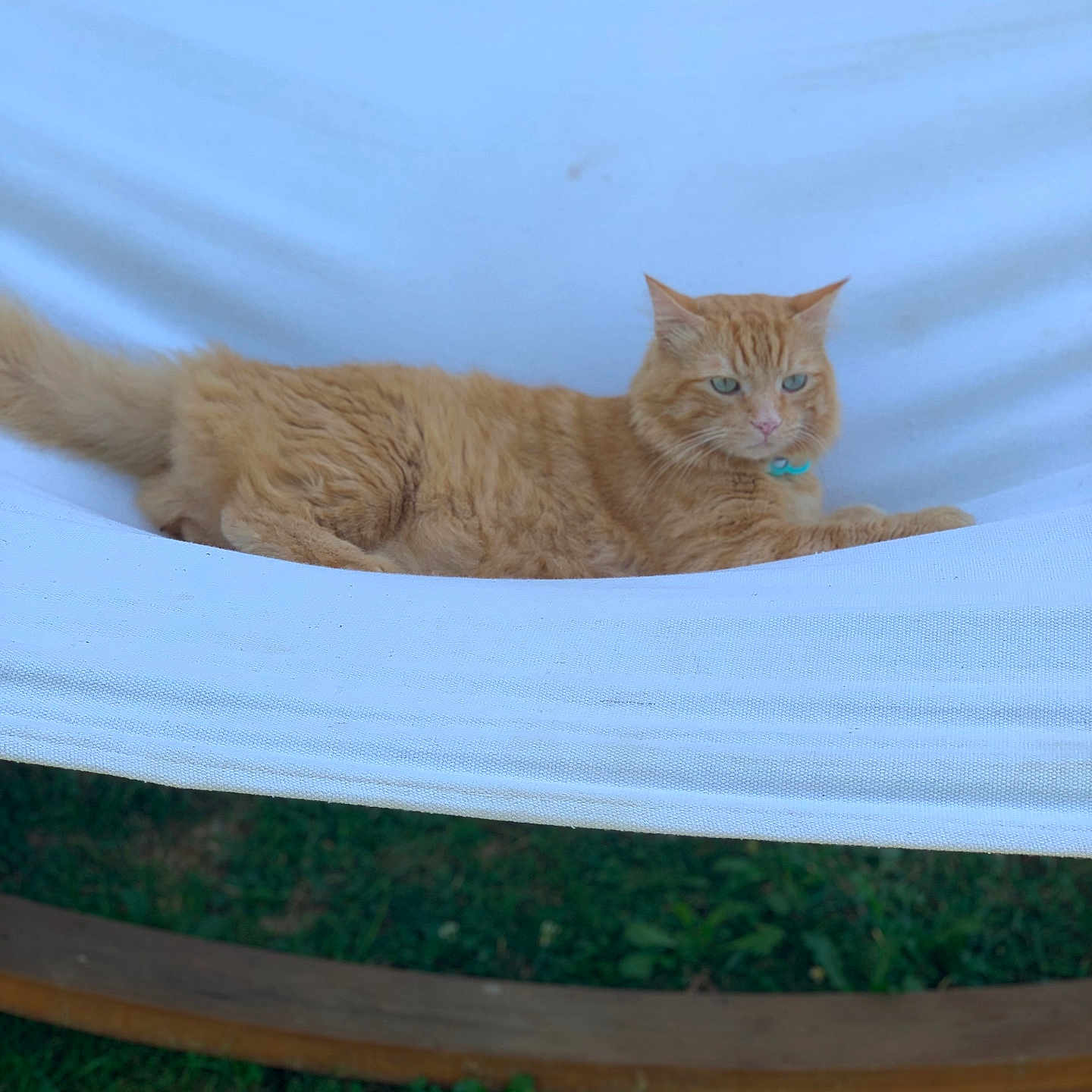 Garfield Fleury participe au concours pour gagner de l'argent avec cette photo : animal, calm, cat, collar, cute, domestic_cat, feline, fur, grass, greenery, hammock, leisure, nature, orange_cat, outdoor, pet, relaxing, resting, summer, wood