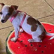 Poppy is registered to the contest to win money with this photo: puppy, dog, pink_harness, watermelon_cushion, tile_floor, white_and_brown, pet, indoor, cute, small_dog, looking_back, sitting, animal, domestic_animal, fur, ears, tail, flooring, cushion, resting