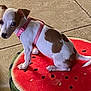 puppy, dog, pink_harness, watermelon_cushion, tile_floor, white_and_brown, pet, indoor, cute, small_dog, looking_back, sitting, animal, domestic_animal, fur, ears, tail, flooring, cushion, resting