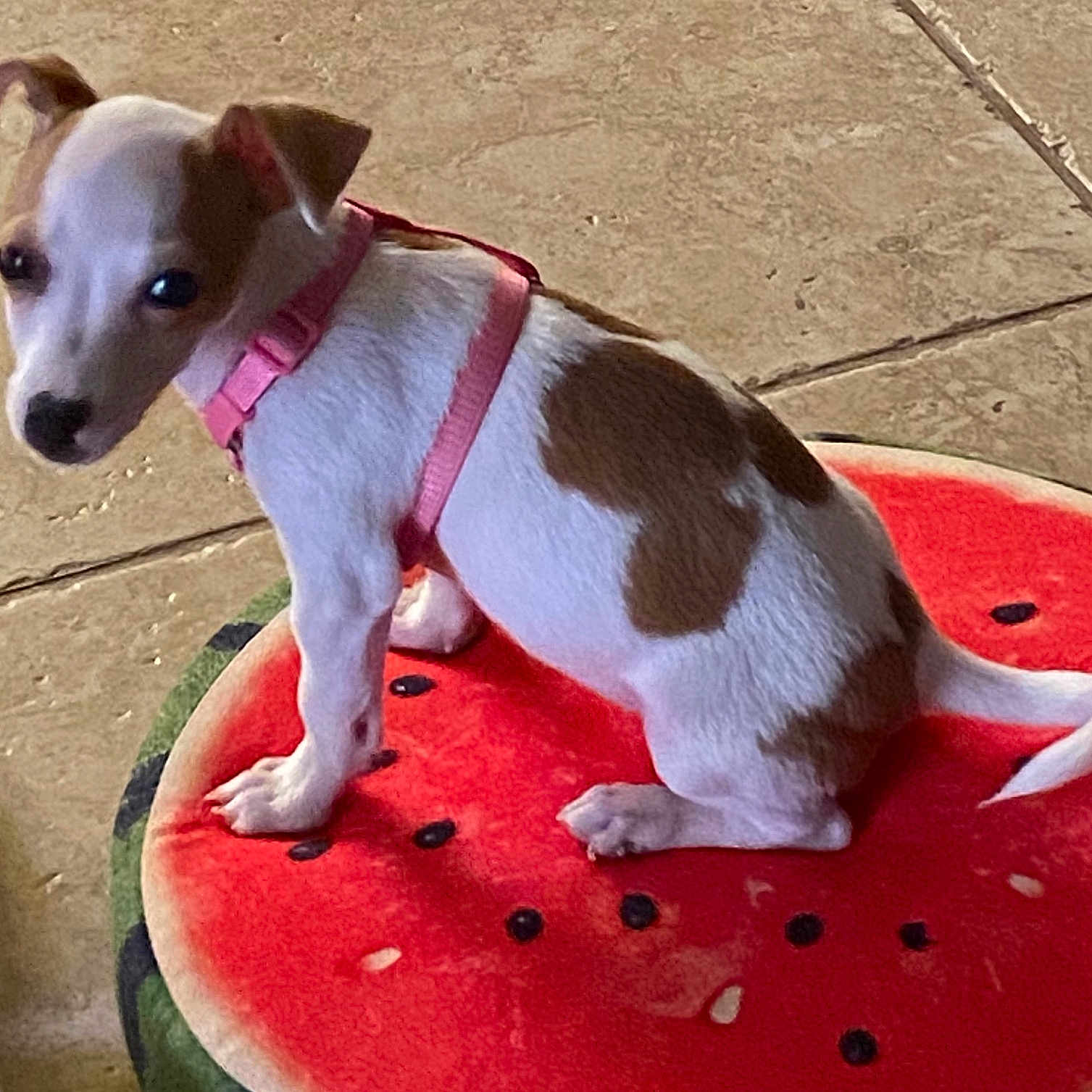 Poppy is registered to the contest to win money with this photo: animal, cushion, cute, dog, domestic_animal, ears, flooring, fur, indoor, looking_back, pet, pink_harness, puppy, resting, sitting, small_dog, tail, tile_floor, watermelon_cushion, white_and_brown