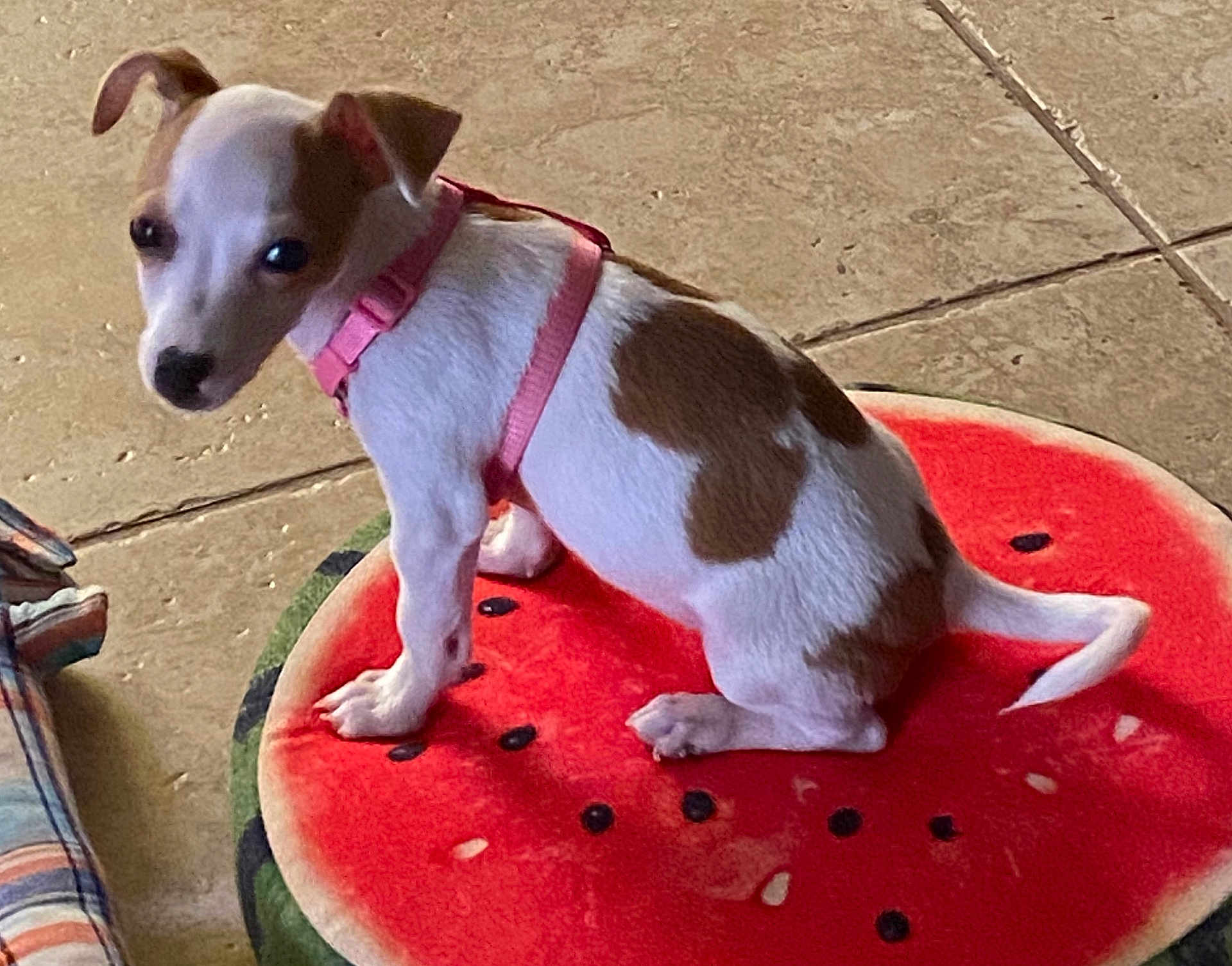 Poppy is registered to the contest to win money with this photo: puppy, dog, pink_harness, watermelon_cushion, tile_floor, white_and_brown, pet, indoor, cute, small_dog, looking_back, sitting, animal, domestic_animal, fur, ears, tail, flooring, cushion, resting