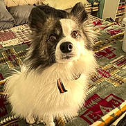 Nova joined the competition — help win amazing prizes! animal, bed, black_fur, blanket, books, brown_eyes, carpet, collar, cozy, cute, dog, ears, fur, furniture, indoor, looking_up, pet, pillow, room, white_fur