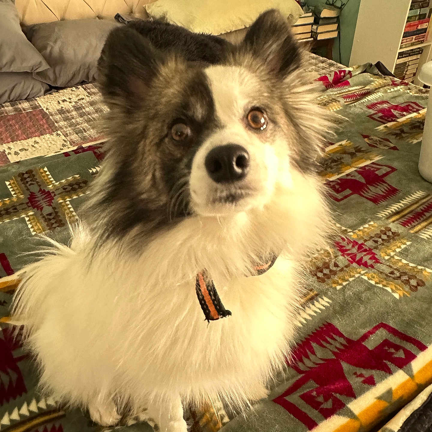 Nova