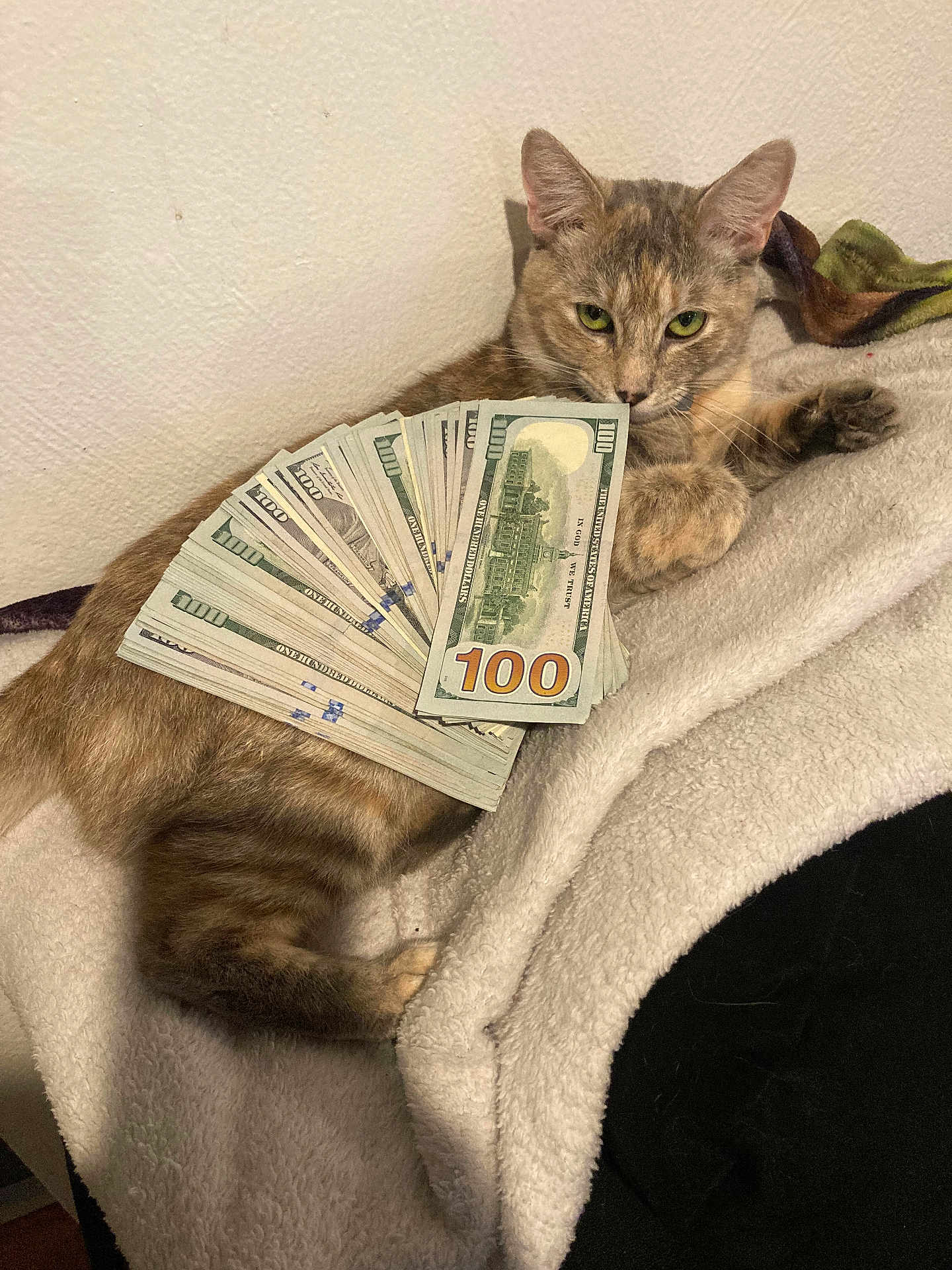 Nixie is registered to the contest to win money with this photo: animal, blanket, cash, cat, cozy, currency, domestic_cat, feline, fur, green_eyes, hundred_dollar_bills, indoor, laid_back, money, pet, pile, relaxed, resting, soft_texture, stack