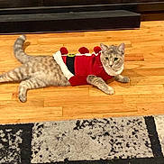 Nixie is registered to the contest to win money with this photo: animal, cat, cozy, curious, domestic_cat, feline, fireplace, floor, home, indoor, looking, pet, pom_poms, red_sweater, relaxed, resting, rug, sweater, warm, wooden_floor