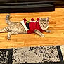 animal, cat, cozy, curious, domestic_cat, feline, fireplace, floor, home, indoor, looking, pet, pom_poms, red_sweater, relaxed, resting, rug, sweater, warm, wooden_floor