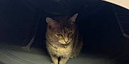 Nixie is registered to the contest to win money with this photo: animal, appliance, cat, clean, curious, domestic, door, dryer, feline, home, household, indoor, looking_down, machine, metal, pet, quiet, shadow, sitting, white