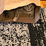 Nixie joined the competition — help win amazing prizes! bell, black, brown, carpet, cat, collar, cozy, curious, domestic_animal, feline, floor, hidden, indoor, paper_bag, patterned_rug, paw, pet, playful, resting, white