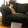 Nixie joined the competition — help win amazing prizes! animal, black_couch, cat, couch, cozy, curious, domestic_cat, furniture, home, indoor, laundry_basket, living_room, looking, pet, pillow, red_collar, resting, striped, tabby, wooden_floor