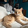 Regal joined the competition — help win amazing prizes! bed, cat, clothing, cozy, curious, dresser, ears, eyes, feline, fur, home, indoor, orange_tabby, pet, relaxed, room, tail, wall, whiskers, white_bedding