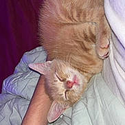 Regal is registered to the contest to win money with this photo: arm, blanket, closeup, comfort, cozy, cute, domestic_animal, fur, ginger_cat, human, indoor, kitten, nap, pet, relaxation, resting, skin, sleeping, soft, whiskers