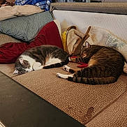 Chloe And Jack is registered to the contest to win money with this photo: animal, architecture, bed, blanket, building, cat, chair, couch, cushion, furniture, homedecor, indoors, interiordesign, kitten, livingroom, manx, person, pet, room, sleeping
