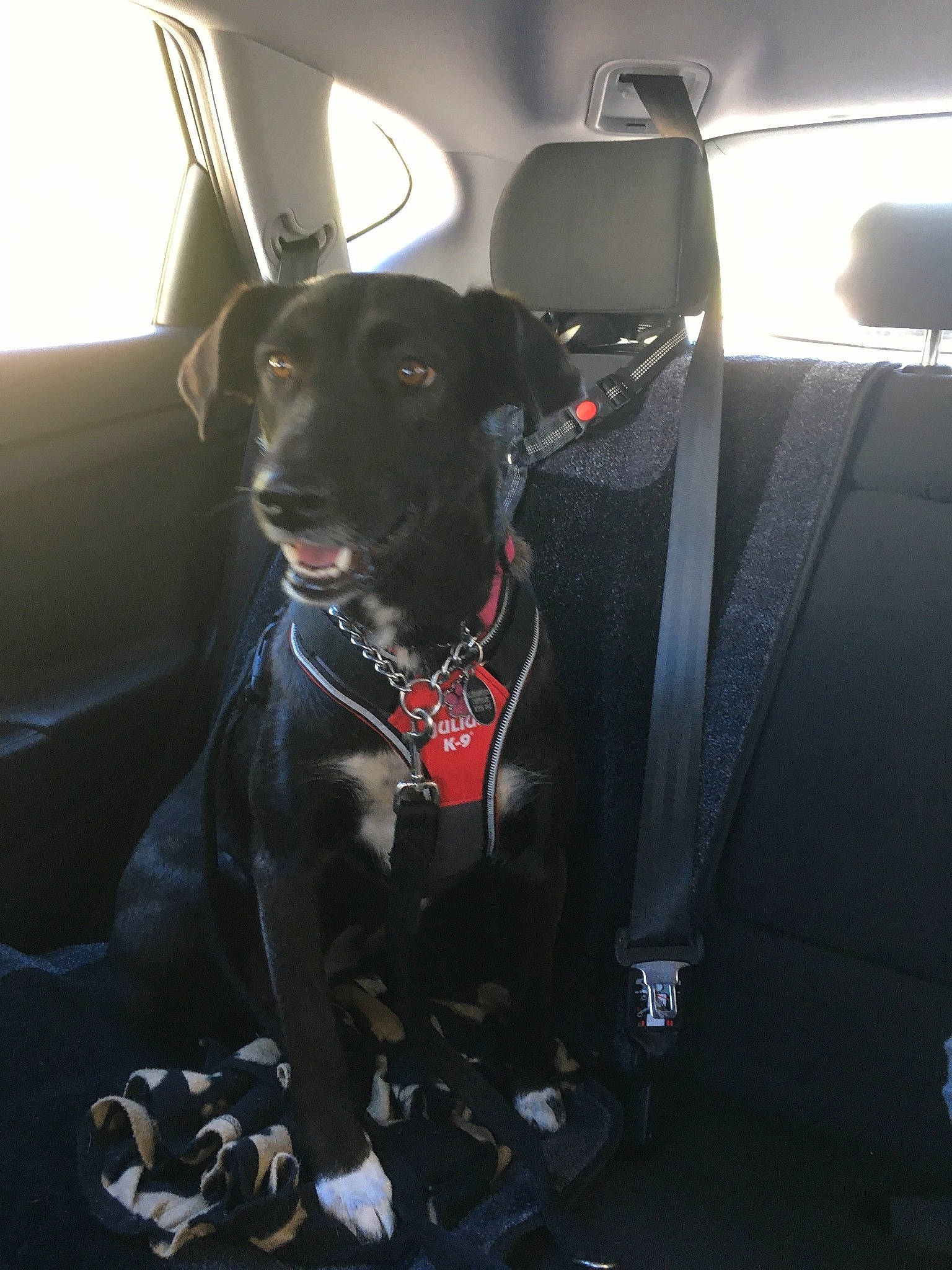 Ivy joined the competition — help win amazing prizes! auto_part, automotive_exterior, car, car_seat, car_seat_cover, carnivore, collar, companion_dog, dog, dog_breed, dog_collar, family_car, glass, snout, sporting_group, vehicle, vehicle_door, whiskers, windshield, working_animal