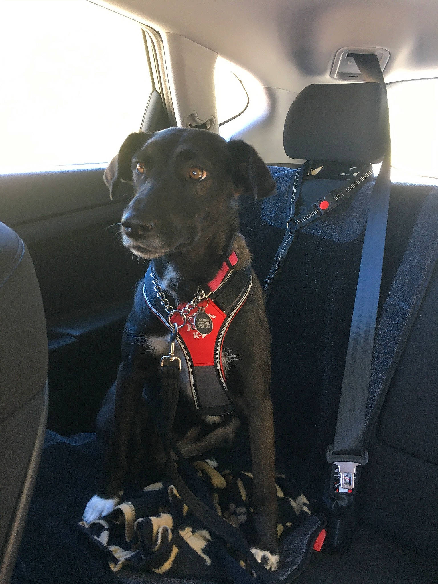 Ivy is registered to the contest to win money with this photo: auto_part, automotive_design, automotive_exterior, car, car_seat, car_seat_cover, carnivore, collar, companion_dog, dog, dog_breed, dog_collar, head_restraint, motor_vehicle, snout, sporting_group, vehicle, vehicle_door, window, working_animal