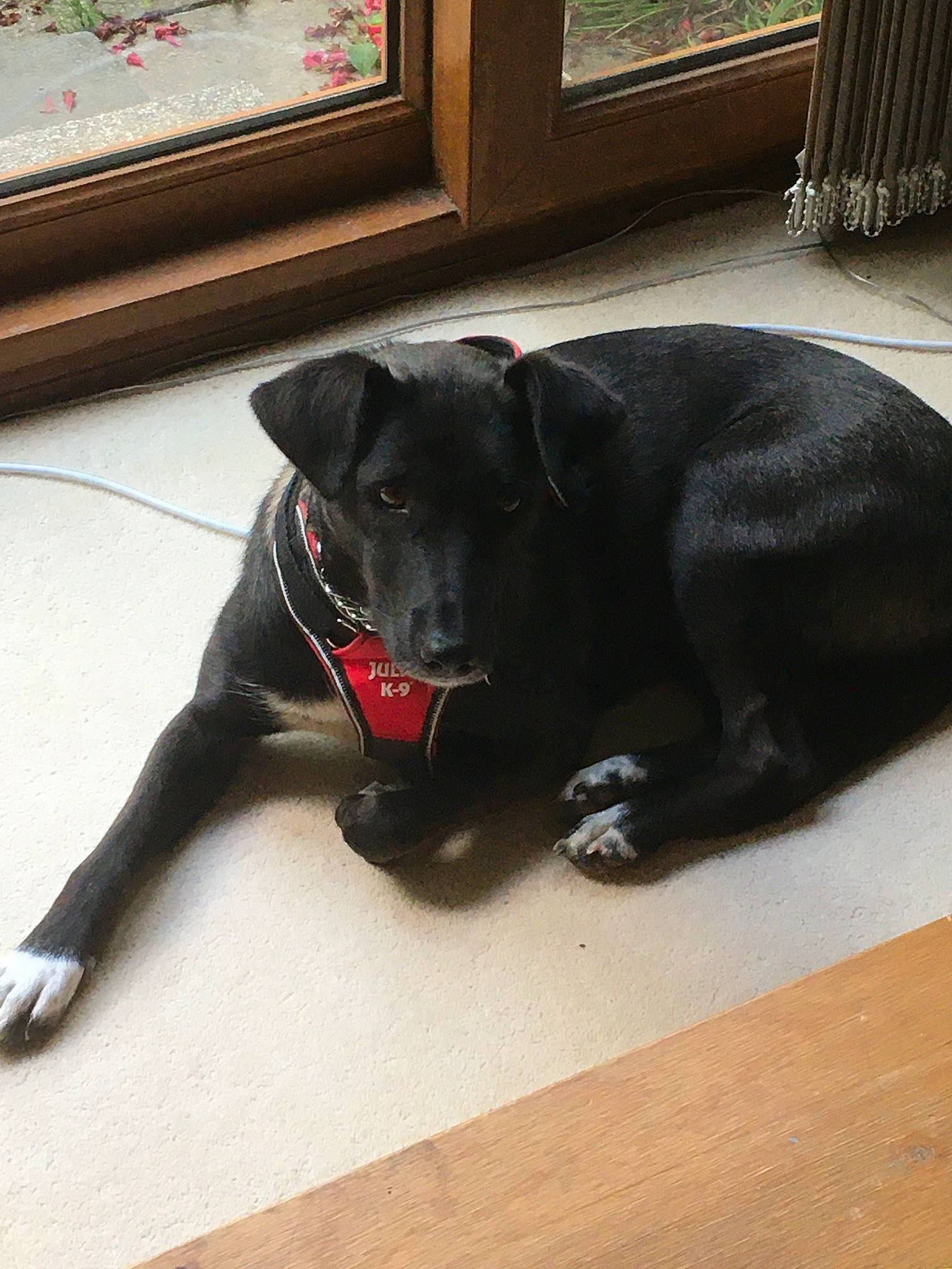 Ivy is registered to the contest to win money with this photo: borador, carnivore, collar, companion_dog, dog, dog_breed, dog_collar, dog_supply, fawn, floor, flooring, houseplant, leash, pet_supply, plant, snout, tail, whiskers, window, working_animal