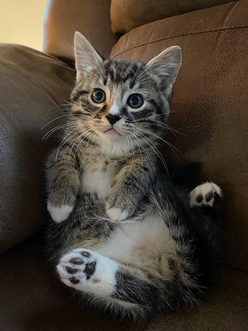 Cassius is registered to the contest to win money with this photo: carnivore, cat, claw, comfort, couch, domestic_short_haired_cat, door, felidae, fur, paw, sitting, small_to_medium_sized_cats, snout, tail, whiskers, window