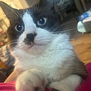 Mufasa is registered to the contest to win money with this photo: cat, tuxedo_cat, blue_eyes, paw, close_up, indoor, curious, pet, feline, whiskers, fur, animal, domestic_cat, cute, looking_up, soft_light, background_blur, cozy, muzzle, nose