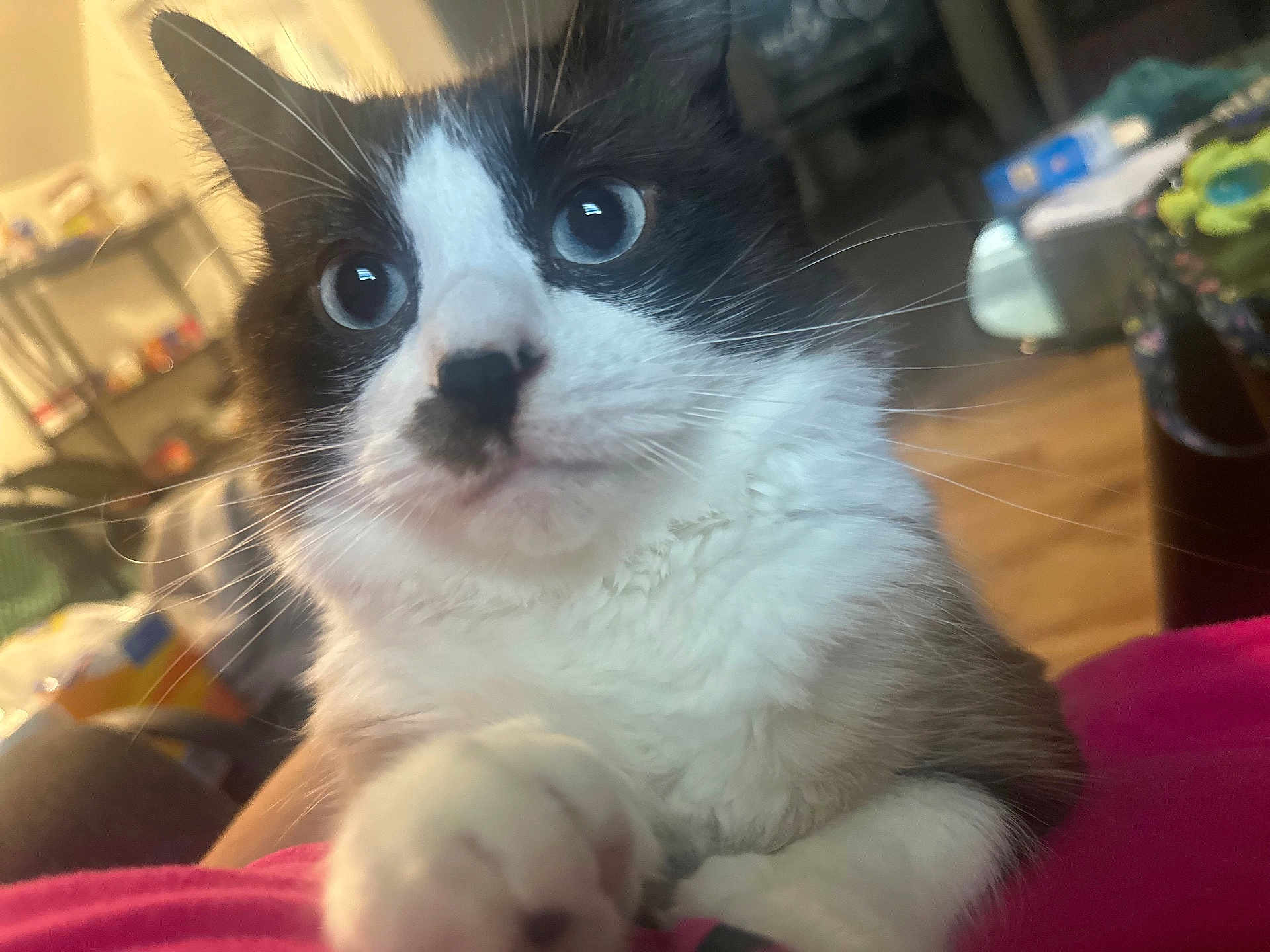 Mufasa