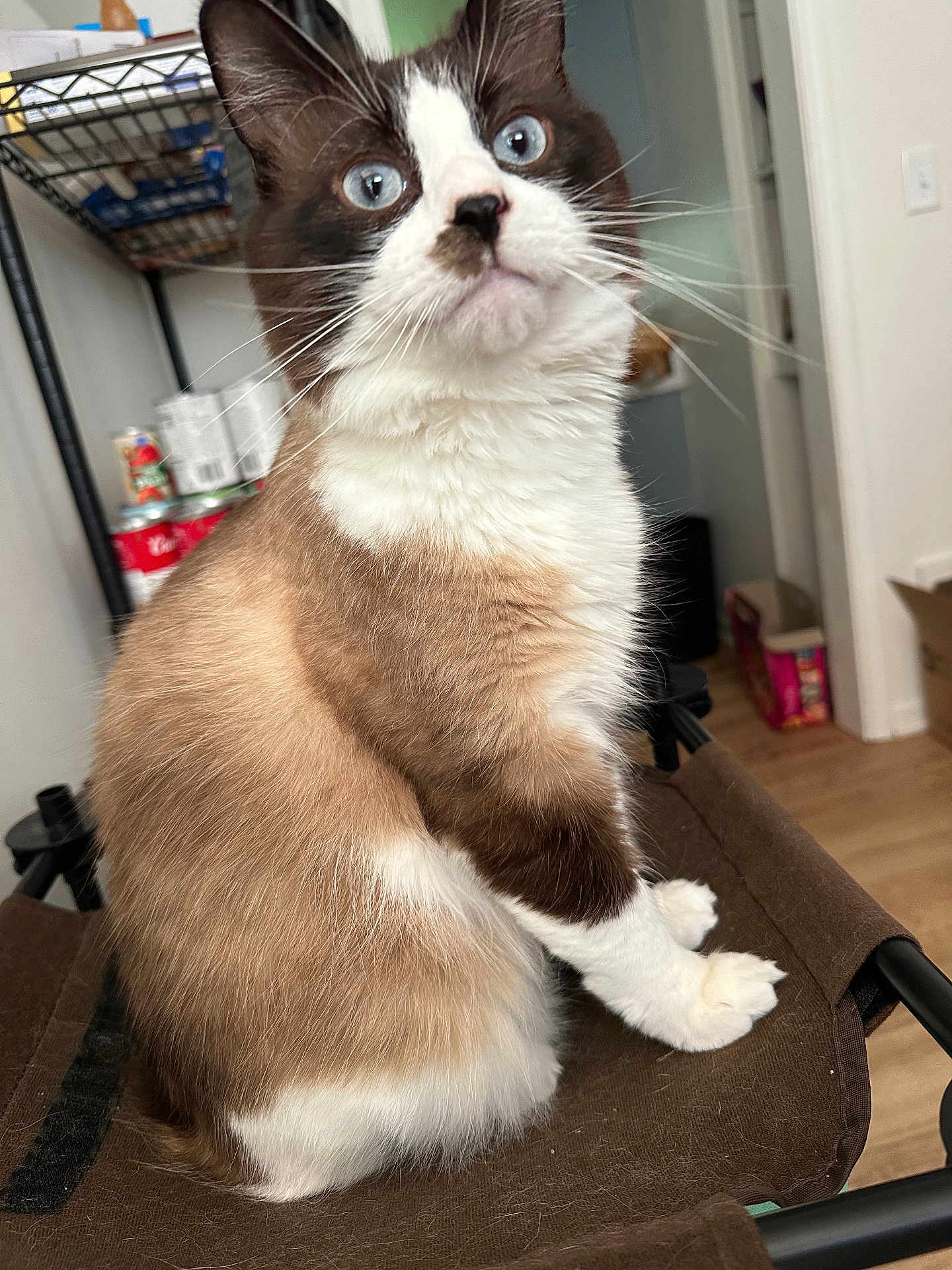 Mufasa
