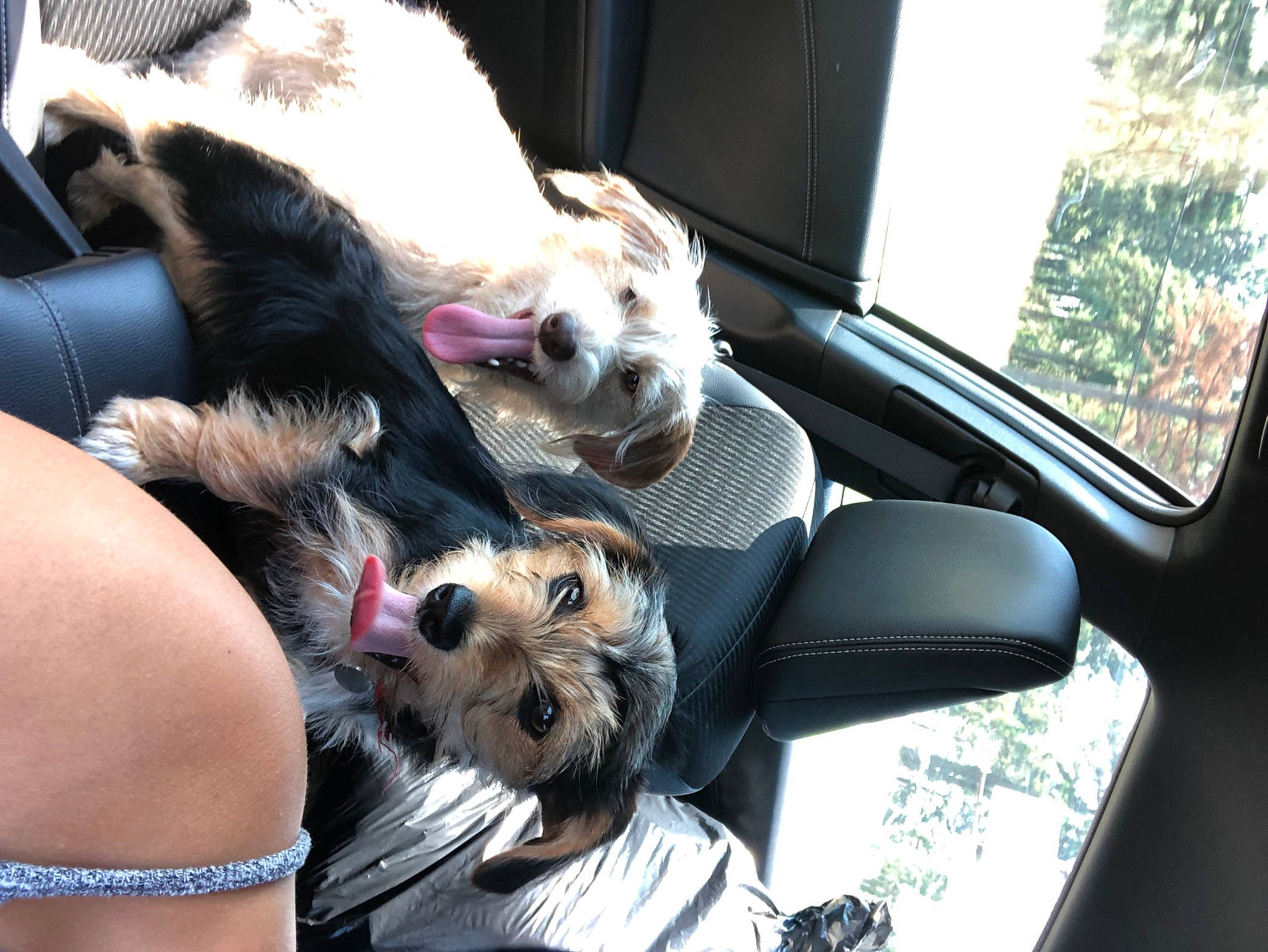 Ariana joined the competition — help win amazing prizes! canidae, car_seat, carnivore, companion_dog, dog, dog_breed, fox_terrier, fur, petit_basset_griffon_vendeen, puppy, puppy_love, sporting_group, toy_dog