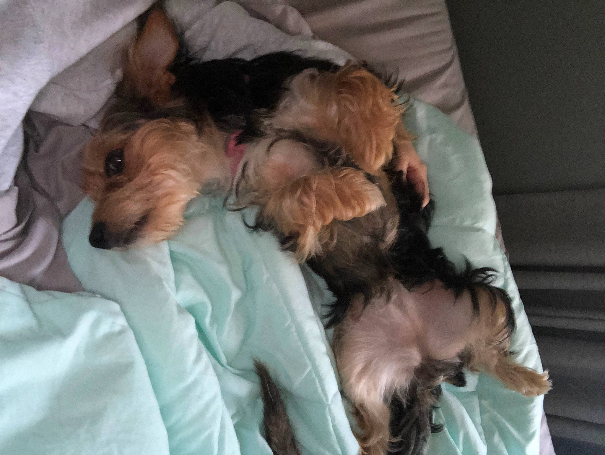 Ariana joined the competition — help win amazing prizes! australian_silky_terrier, australian_terrier, canidae, carnivore, companion_dog, dog, dog_breed, fox_terrier, mammal, morkie, norfolk_terrier, puppy, puppy_love, rare_breed_dog, schnoodle, small_terrier, terrier, toy_dog, welsh_terrier, yorkshire_terrier