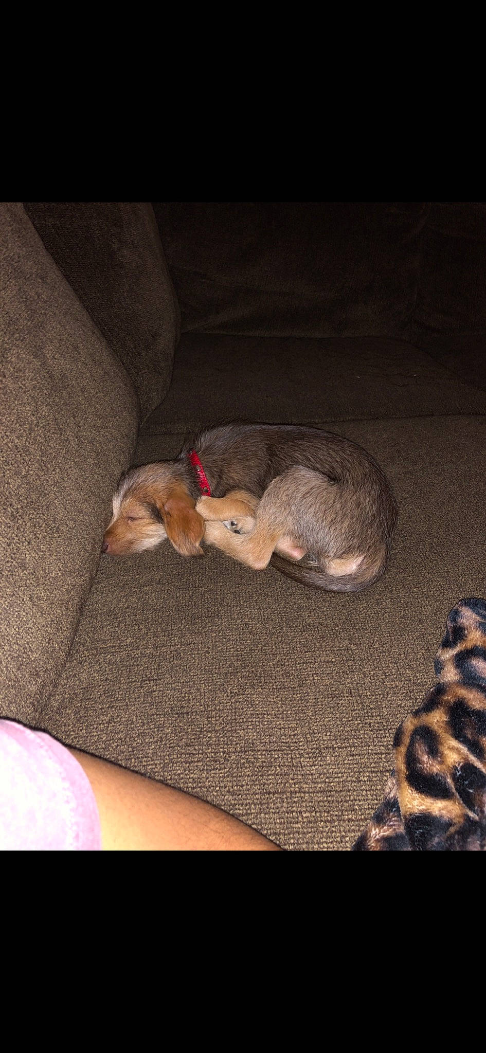 Zoey is registered to the contest to win money with this photo: canidae, carnivore, cat, dog_breed, fawn, felidae, kitten, mammal